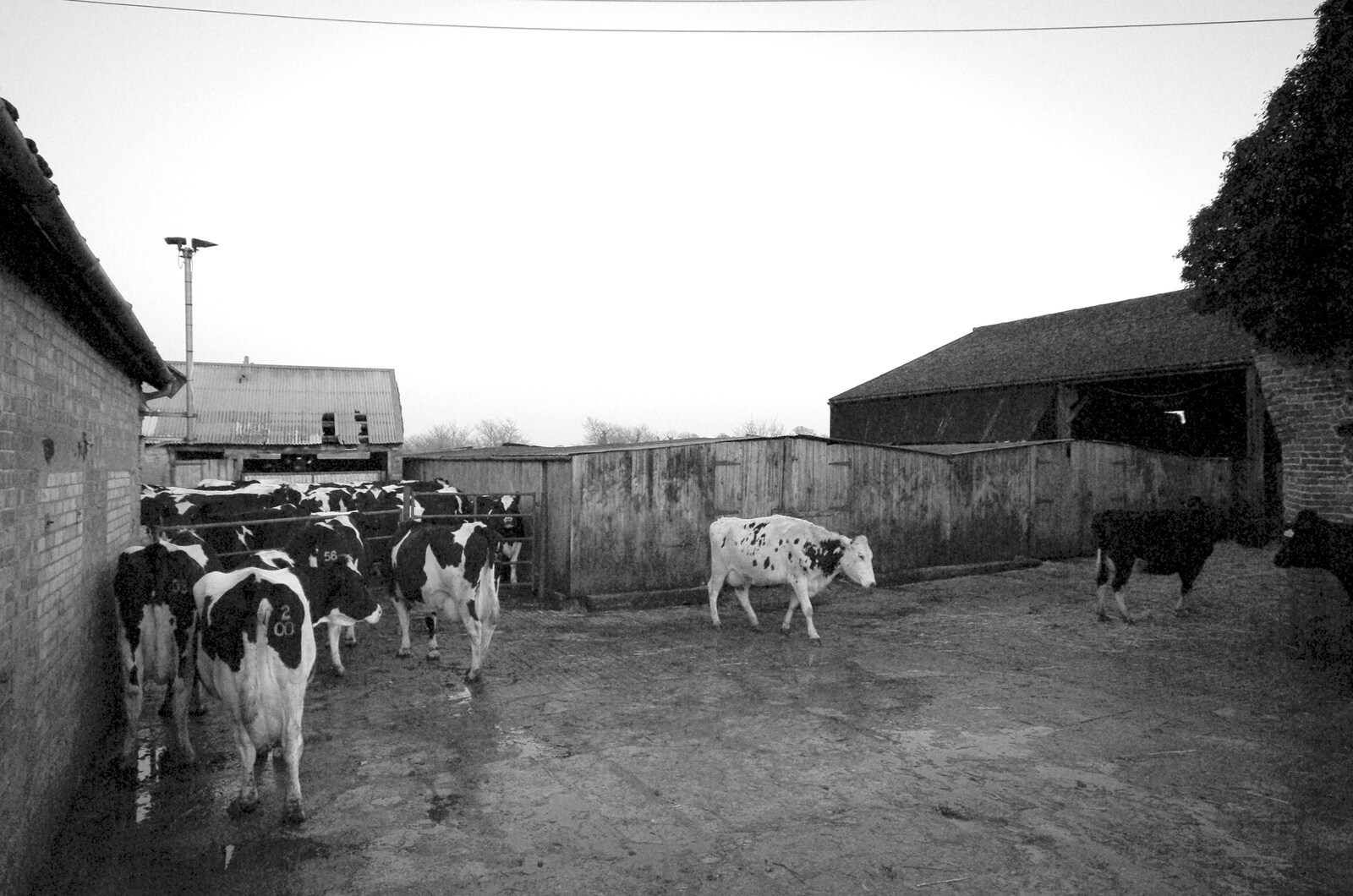 Outside, cows mill around from The Last Milking at Dairy Farm, Thrandeston, Suffolk - 11th January 2007