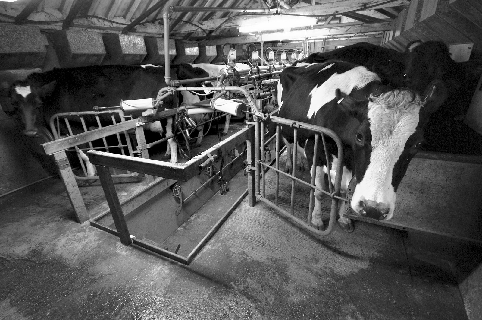 A cow looks up from The Last Milking at Dairy Farm, Thrandeston, Suffolk - 11th January 2007