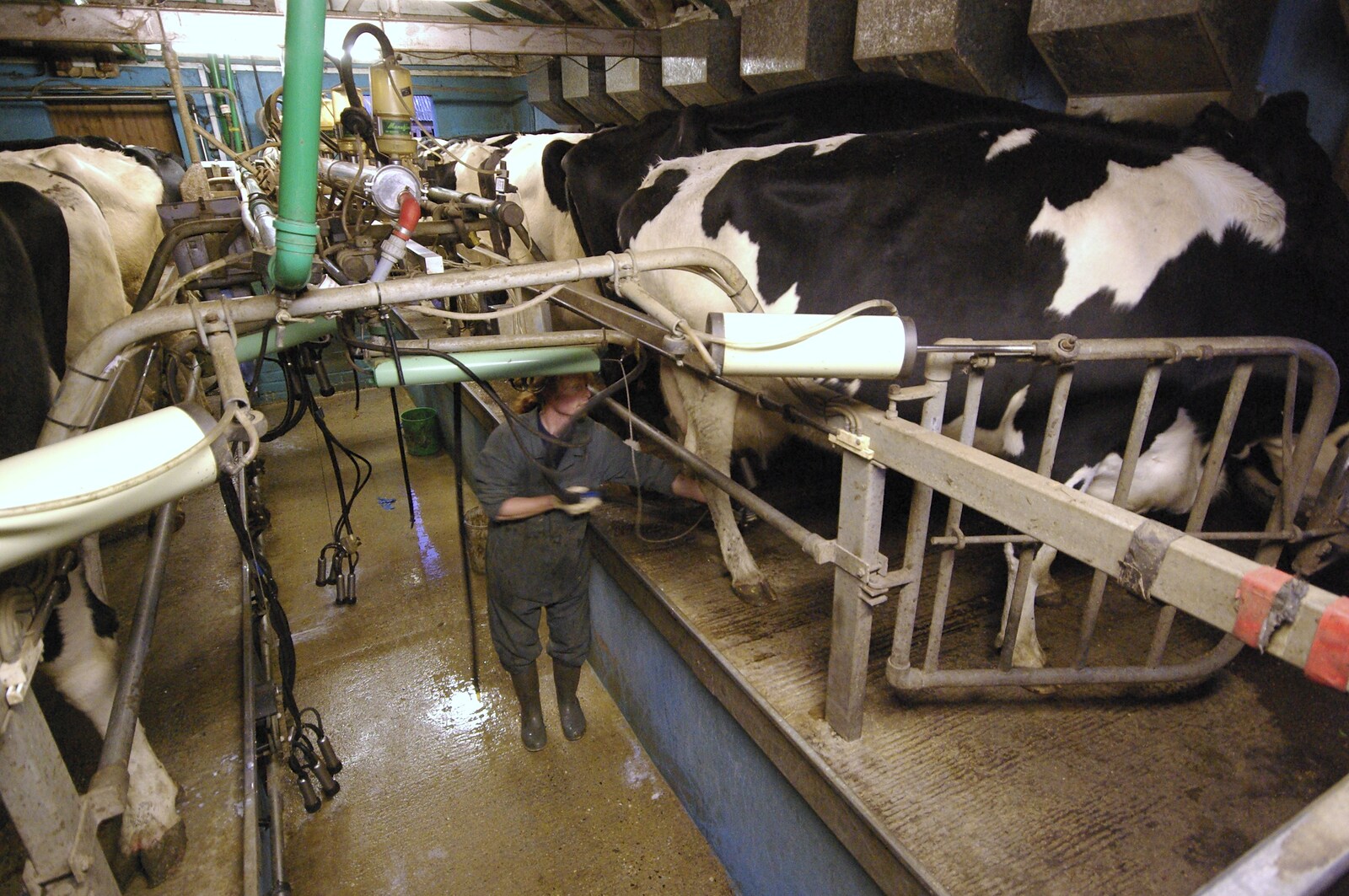 Looking down at Wavy in the pit from The Last Milking at Dairy Farm, Thrandeston, Suffolk - 11th January 2007