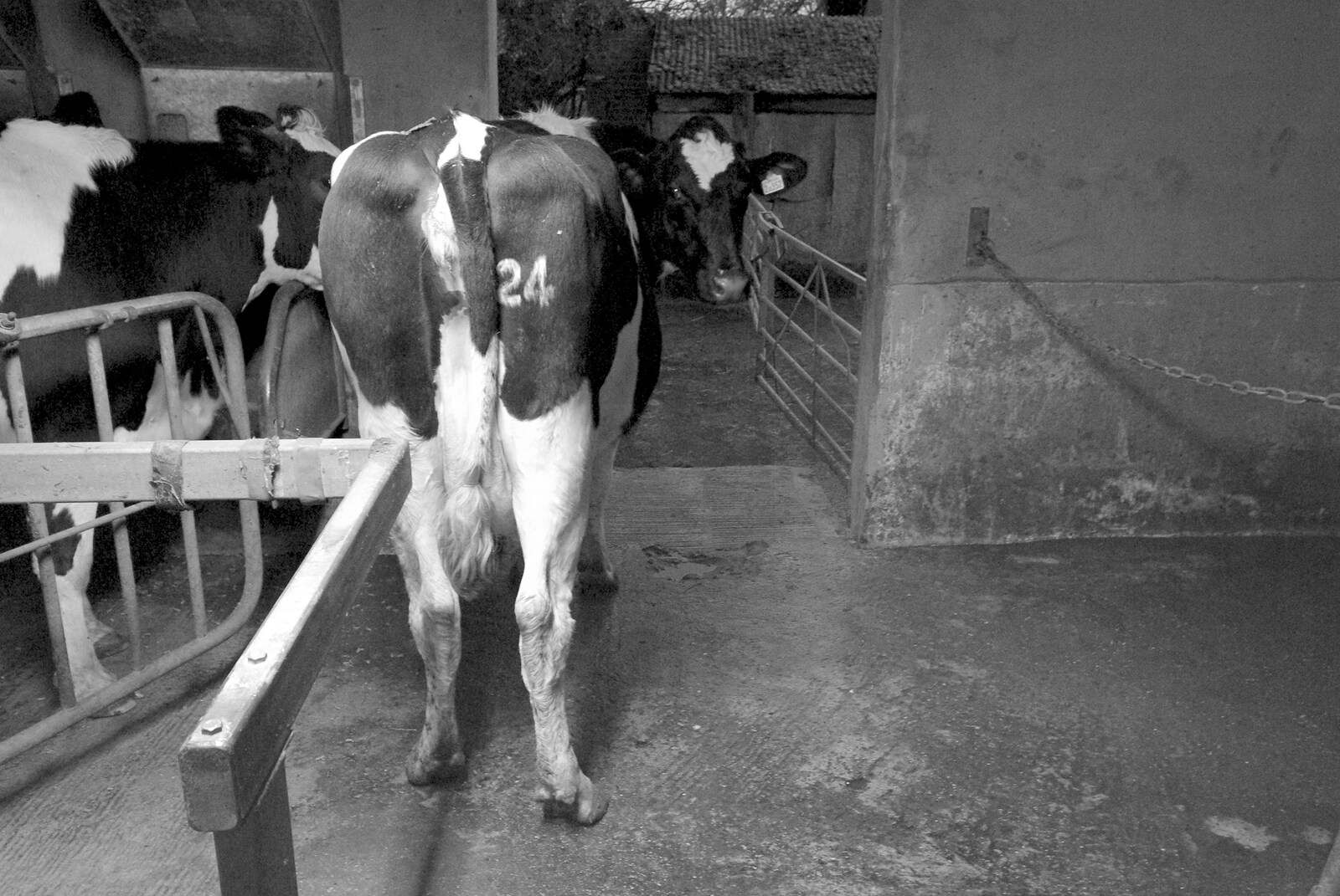 A departing cow looks back from The Last Milking at Dairy Farm, Thrandeston, Suffolk - 11th January 2007
