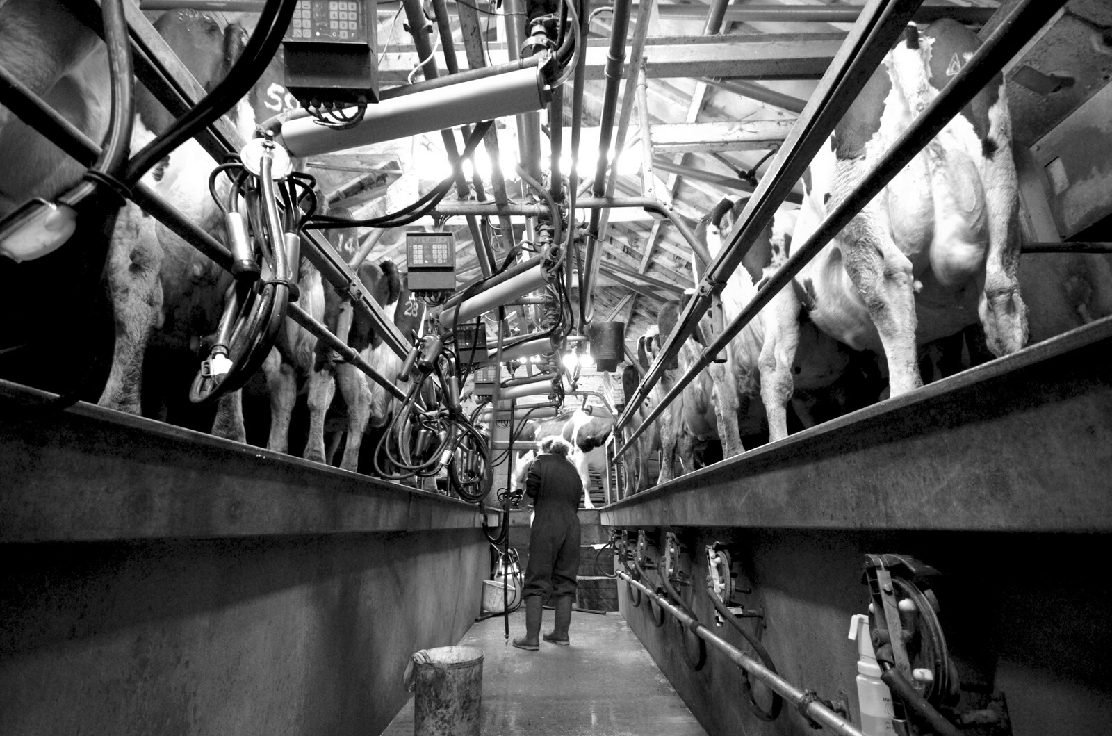 Wavy is surrounded by a load of udders from The Last Milking at Dairy Farm, Thrandeston, Suffolk - 11th January 2007