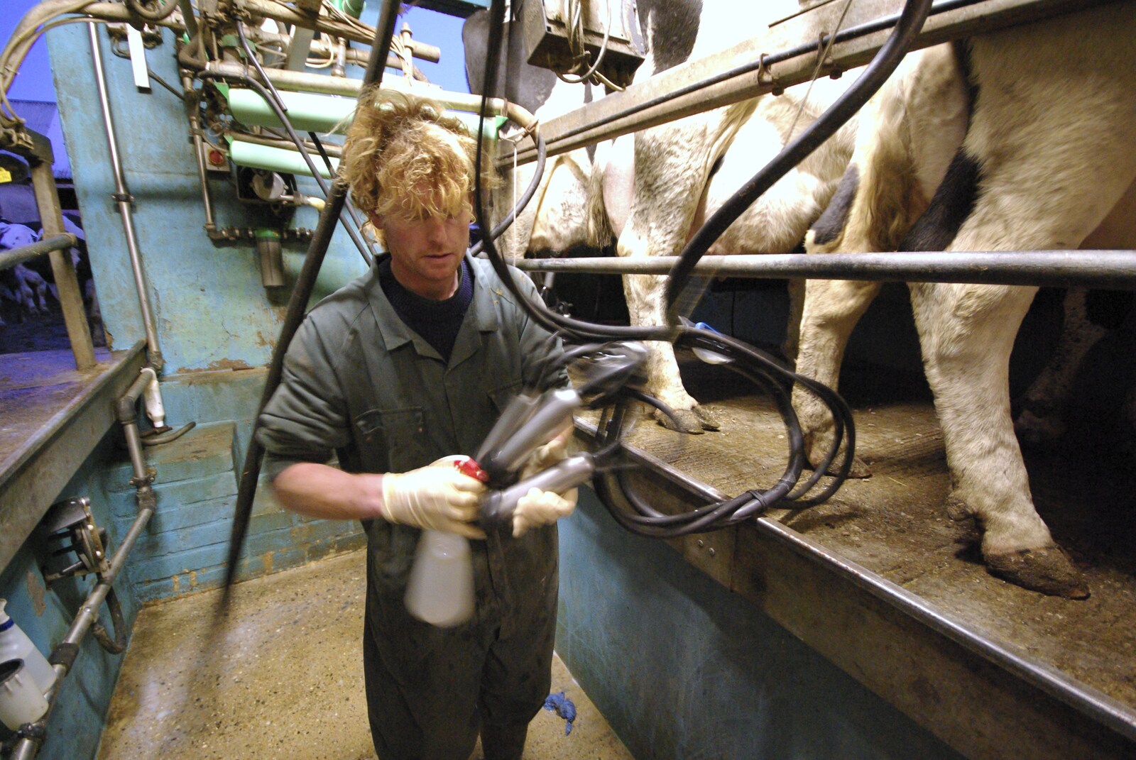 Wavy cleans out milking suckers from The Last Milking at Dairy Farm, Thrandeston, Suffolk - 11th January 2007