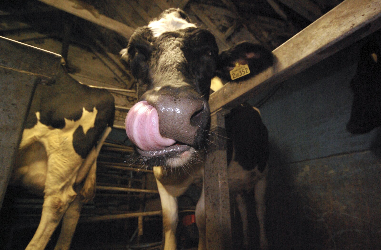 A curious cow licks at the prospect of eating a camera from The Last Milking at Dairy Farm, Thrandeston, Suffolk - 11th January 2007