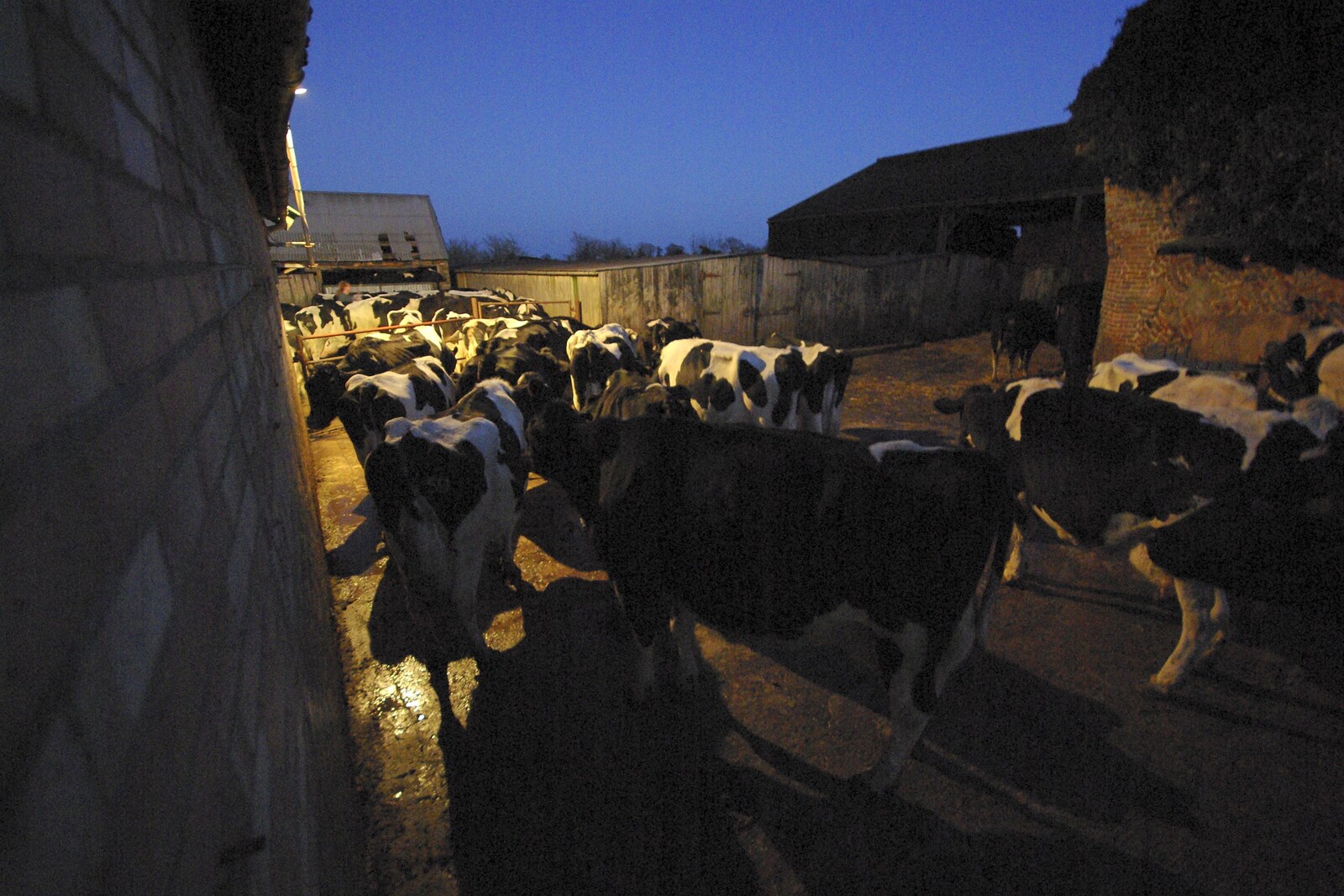 The cows mill around in the dusk from The Last Milking at Dairy Farm, Thrandeston, Suffolk - 11th January 2007