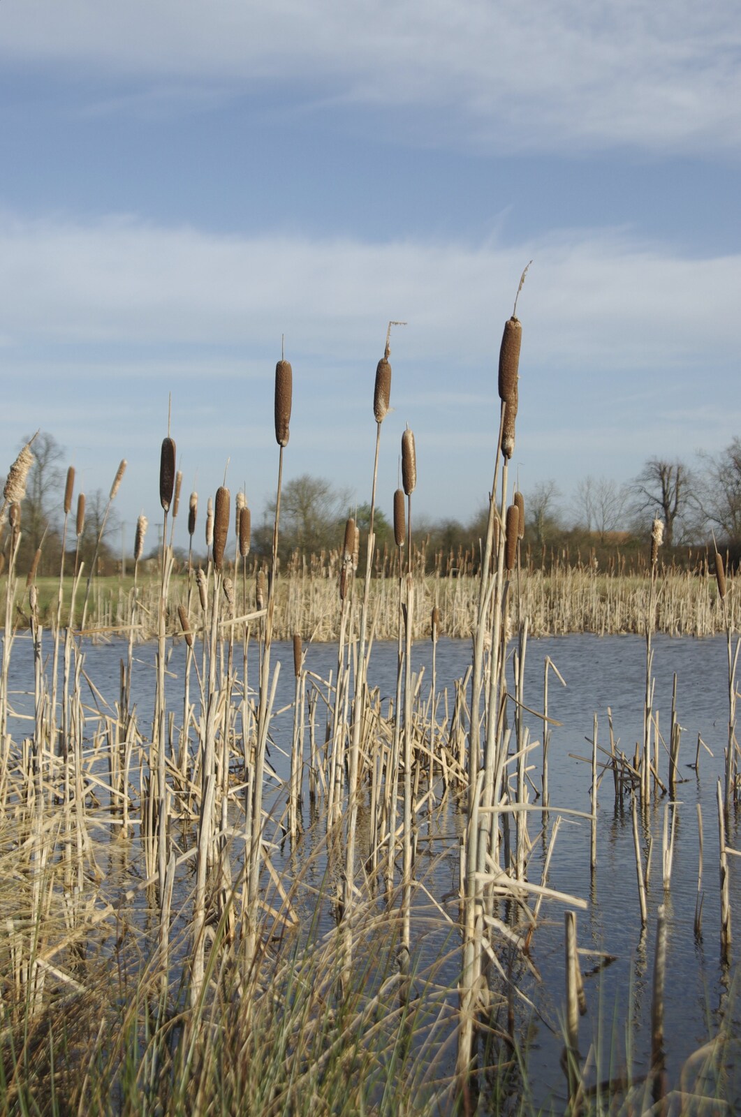 Bullrushes at Mellis Common from Park Life: The Green Room with The BBs, Park Hotel, Diss - 13th January 2007