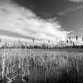 2007 Bullrushes in black and white