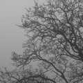2007 Bare walnut tree on a misty morning