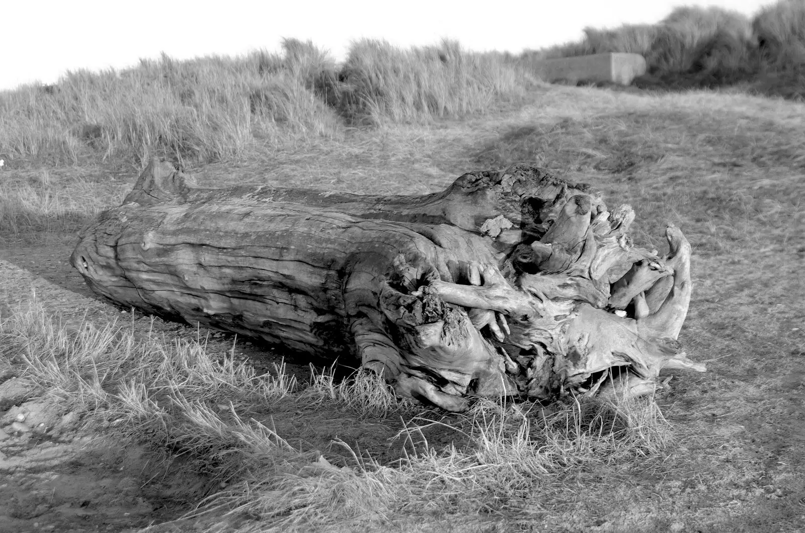 A weathered tree stump, from From East End to East Coast: Brick Lane and Walberswick, London and Suffolk - 9th February 2007