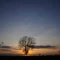 A lonely tree near Walsham le Willows, Paul's 30th in the Swan Inn, and a Night in the Salisbury Arms, Brome and Cambridge - 3rd March 2007