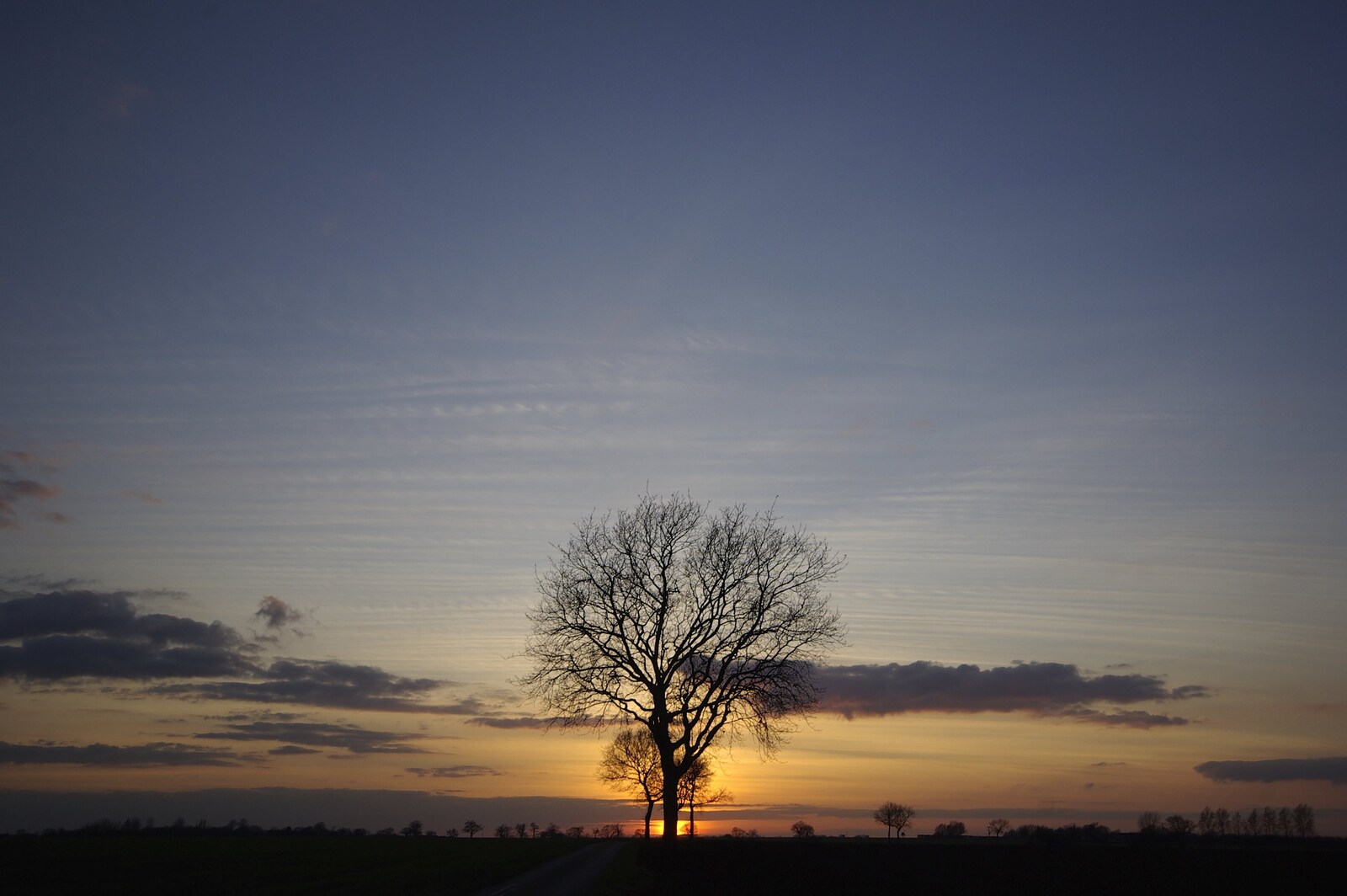 A lonely tree near Walsham le Willows from A Night in the Salisbury Arms, Cambridge - 9th March 2007