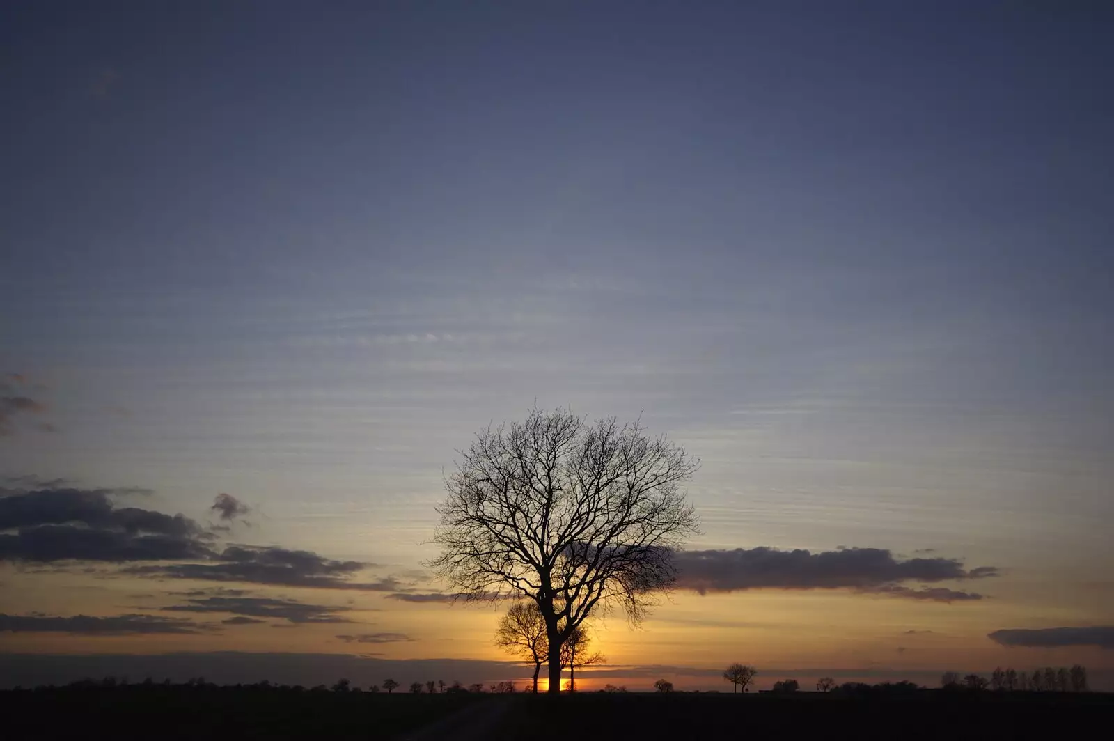 A lonely tree near Walsham le Willows, from A Night in the Salisbury Arms, Cambridge - 9th March 2007