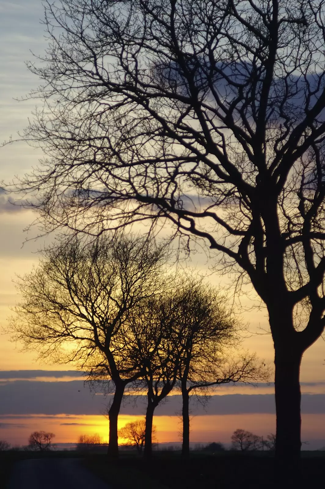 Trees in the sunset, Walsham le Willows, from A Night in the Salisbury Arms, Cambridge - 9th March 2007