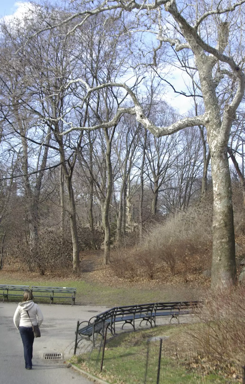 Trees in Central Park, from A Central Park Marathon, Les Paul at the Iridium Club and an Empire State Sunset, New York, US - 25th March 2007