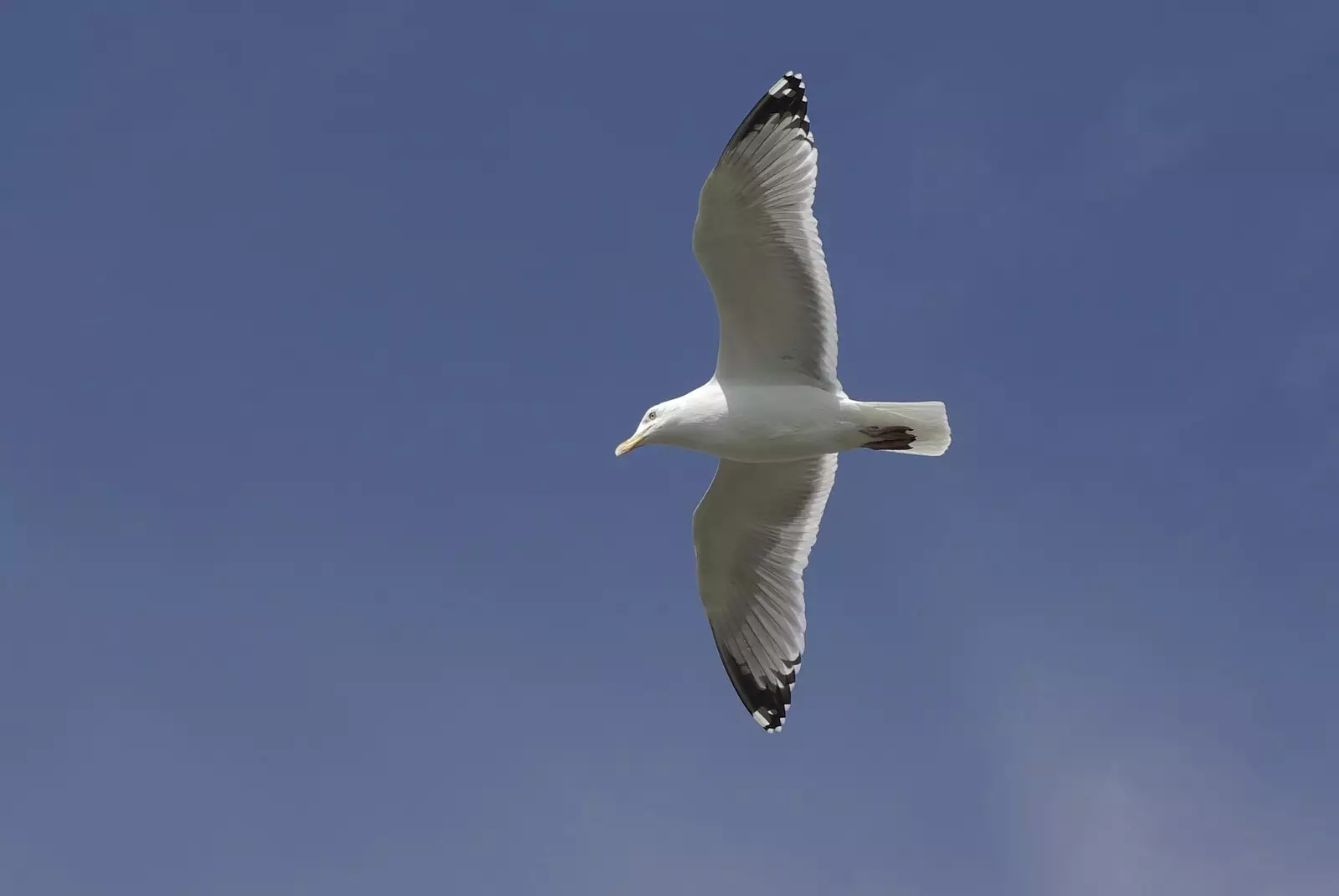 A passing seagull, from Liberty Island, A Helicopter Trip and Madison Square Basketball, New York, US - 27th March 2007