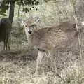 An island deer, aparently considered a pest, A Return to Fire Island, Long Island, New York State, US - 30th March 2007