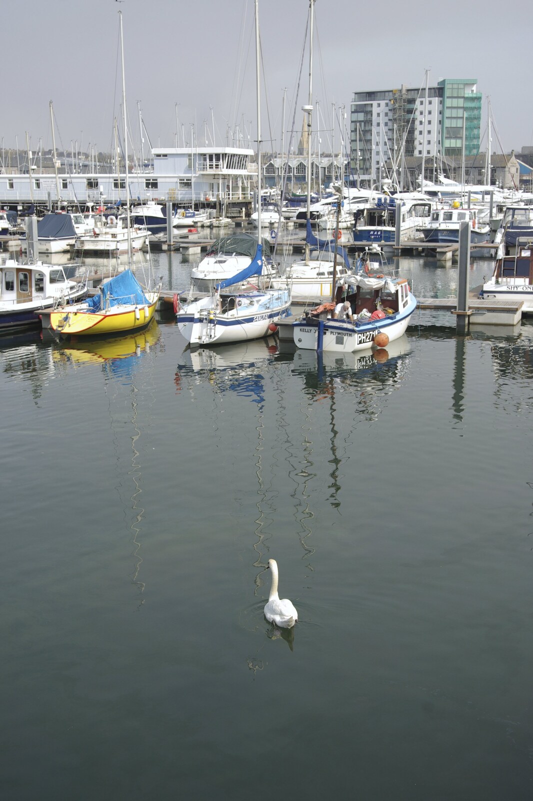 A lone swan floats about from A Trip to The Barbican, Plymouth, Devon - 6th April 2007