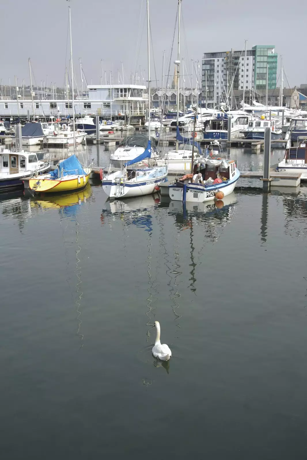A lone swan floats about, from A Trip to The Barbican, Plymouth, Devon - 6th April 2007