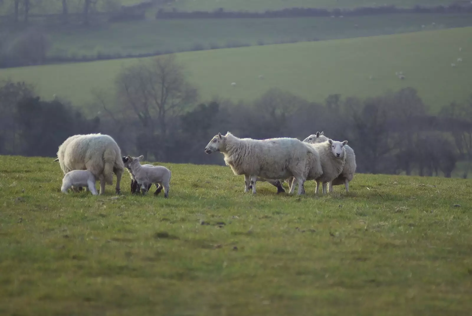 Dartmoor sheep near Hoo Meavy, from A Trip to The Barbican, Plymouth, Devon - 6th April 2007