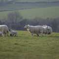 Dartmoor sheep near Hoo Meavy, A Trip to The Barbican, Plymouth, Devon - 6th April 2007