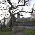 An epic tree outside the church, A Trip to The Barbican, Plymouth, Devon - 6th April 2007