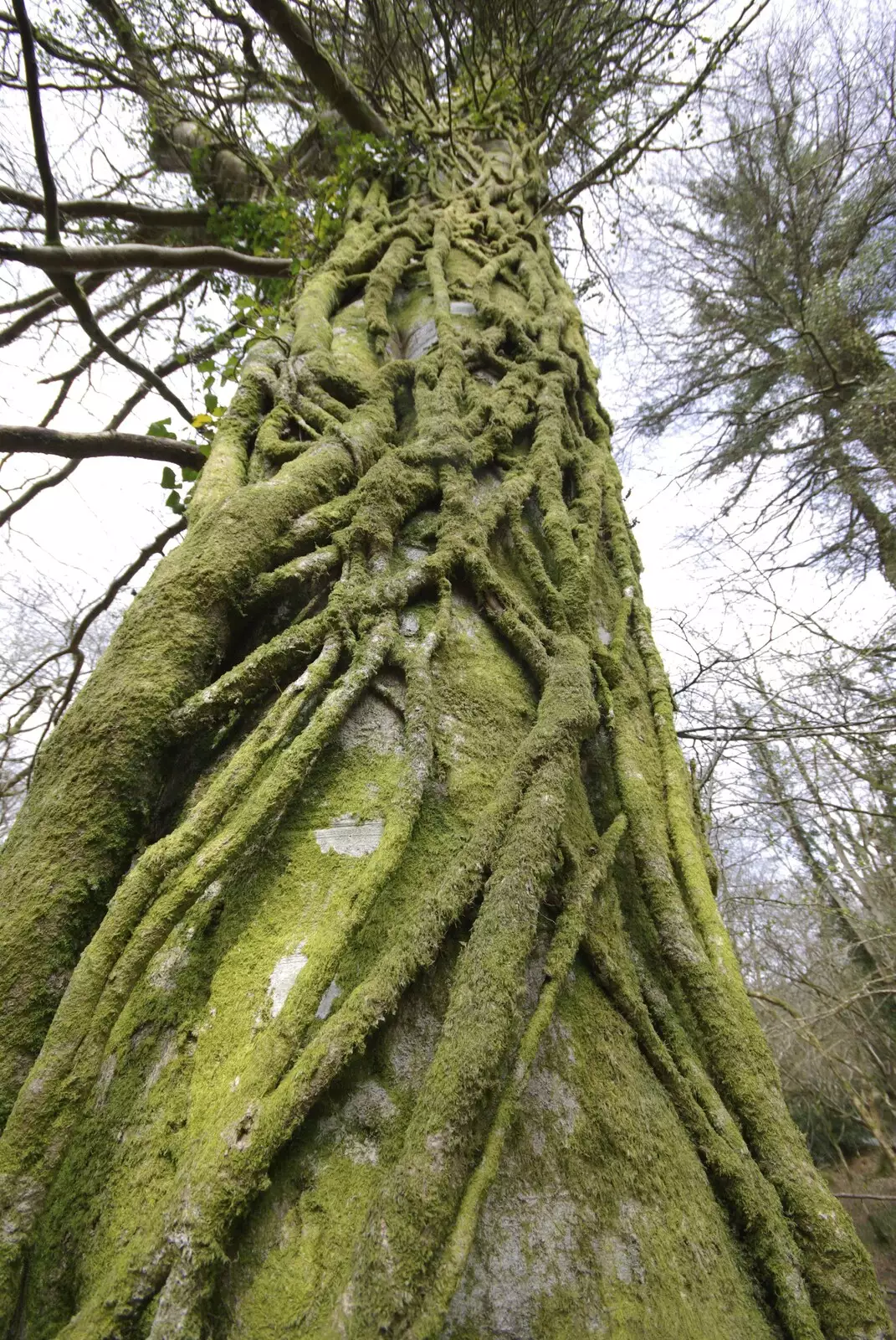 Ivy almost completely envelopes a tree, from A Walk up Sheepstor and Visiting Sis and Matt, Dartmoor and Chagford, Devon - 9th April 2007