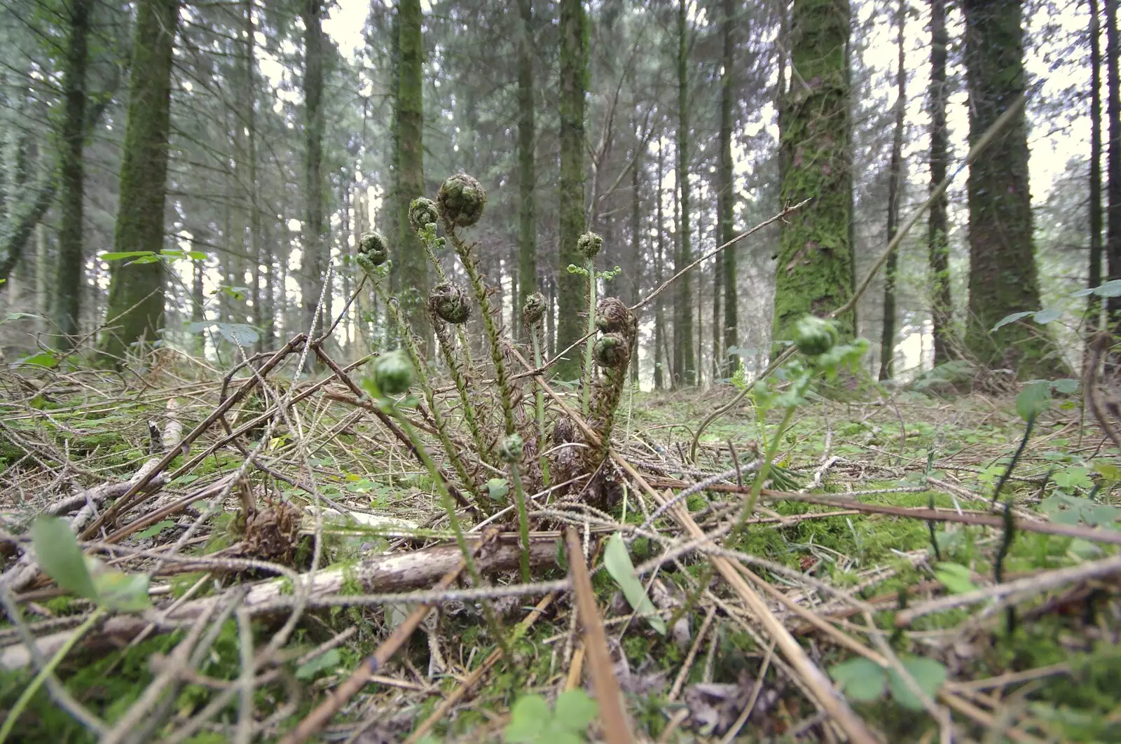 New ferns uncurl in the woods, from A Walk up Sheepstor and Visiting Sis and Matt, Dartmoor and Chagford, Devon - 9th April 2007