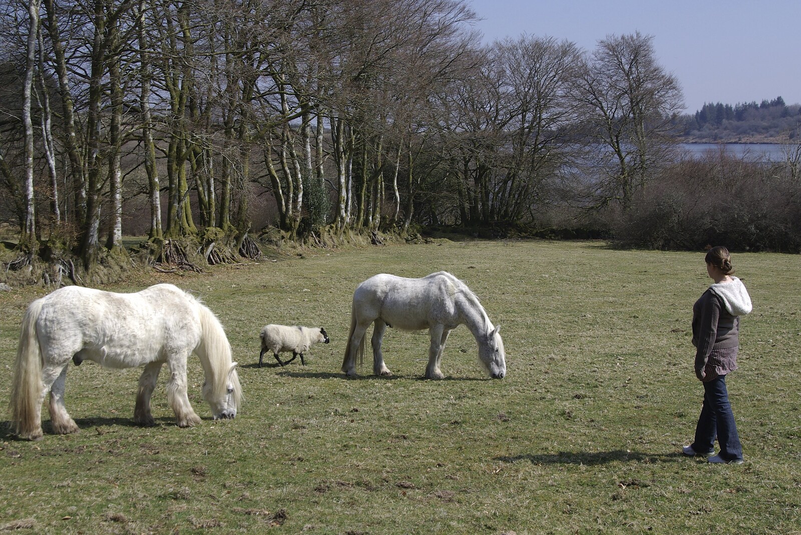 Isobel finds some more ponies from A Walk up Sheepstor and Visiting Sis and Matt, Dartmoor and Chagford, Devon - 9th April 2007