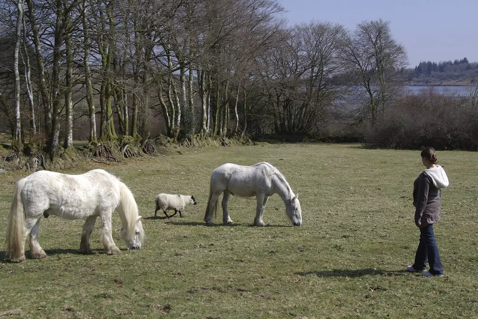 Isobel finds some more ponies, from A Walk up Sheepstor and Visiting Sis and Matt, Dartmoor and Chagford, Devon - 9th April 2007