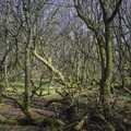 A dense tangle of trees, A Walk up Sheepstor and Visiting Sis and Matt, Dartmoor and Chagford, Devon - 9th April 2007