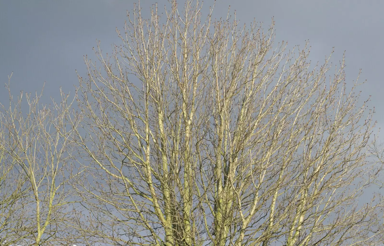 A nicely-lit tree, from Science Park Demolition, Bjarne Stroustrup, and Taptu/Qualcomm Miscellany, Cambridge - 29th April 2007