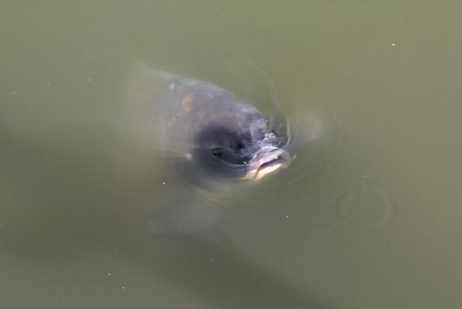 A huge pike looms out of the Mere in Diss, from Science Park Demolition, Bjarne Stroustrup, and Taptu/Qualcomm Miscellany, Cambridge - 29th April 2007