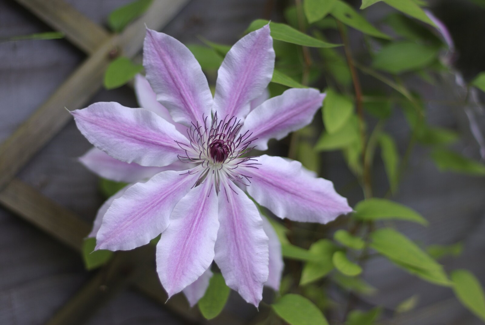 A nicely-open clematis flower from May Miscellany: London, Louise's Birthday, Norwich, and Steve Winwood, Islington and Cambridge - May 2007