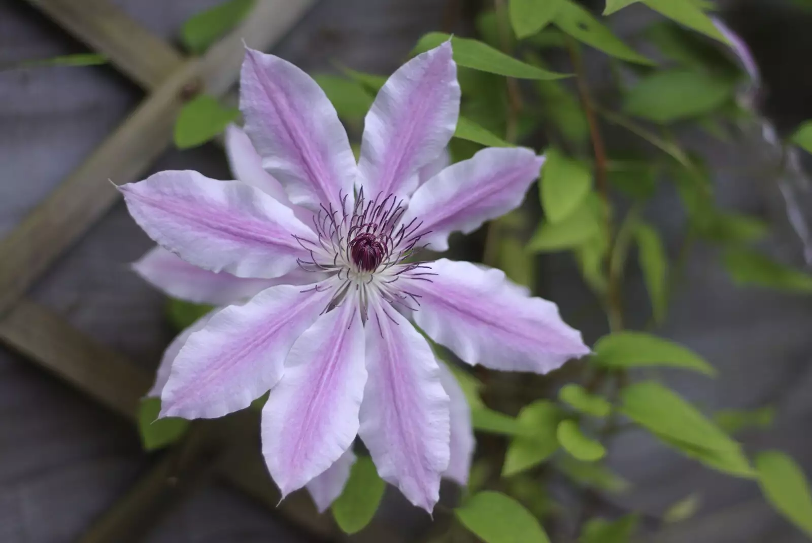 A nicely-open clematis flower, from May Miscellany: London, Louise's Birthday, Norwich, and Steve Winwood, Islington and Cambridge - May 2007