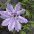 A nicely-open clematis flower, May Miscellany: London, Louise's Birthday, Norwich, and Steve Winwood, Islington and Cambridge - May 2007