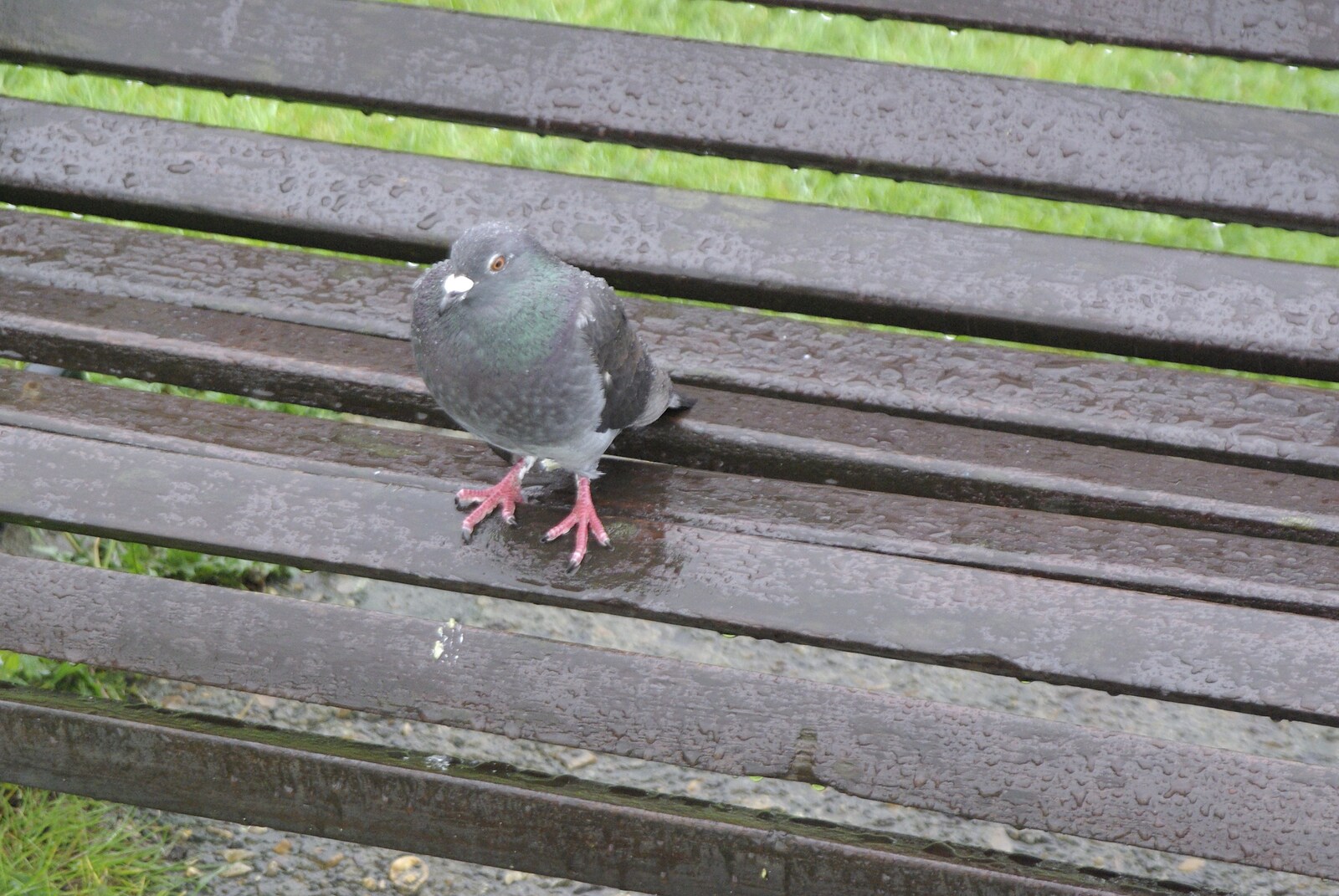 Nosher's Birthday Trip, New Milton, Hampshire - 26th May 2007: A pigeon enjoys the inclement weather