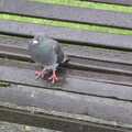 2007 A pigeon enjoys the inclement weather