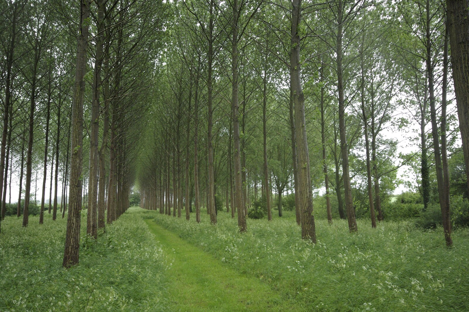 Nosher's Birthday Trip, New Milton, Hampshire - 26th May 2007: Lined-up trees in Finningham