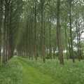 2007 Lined-up trees in Finningham