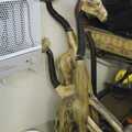2007 Strange giraffe statues in the 'green room'
