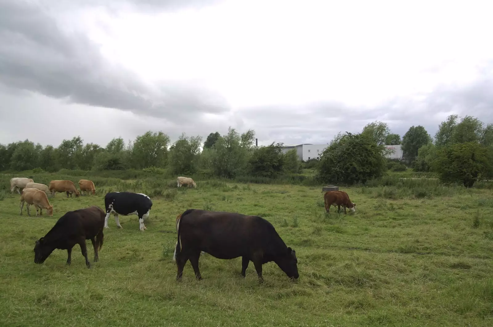 The cows are out on Coldham's Common, from Genesis Live at Twickenham, and Music on Parker's Piece, London and Cambridge - 8th July 2007