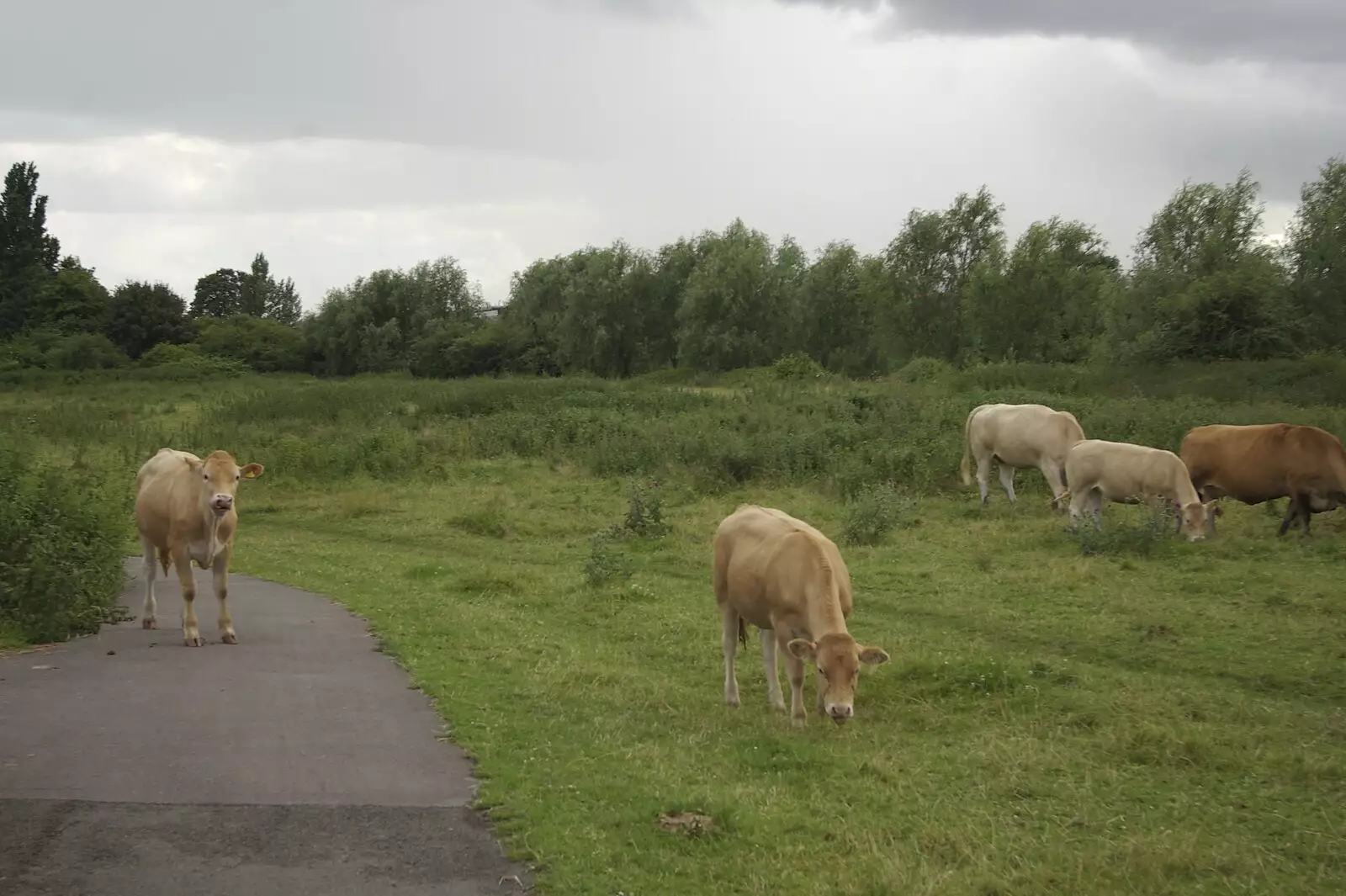 A young cow blocks the cycle path , from Genesis Live at Twickenham, and Music on Parker's Piece, London and Cambridge - 8th July 2007