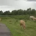 A young cow blocks the cycle path , Genesis Live at Twickenham, and Music on Parker's Piece, London and Cambridge - 8th July 2007