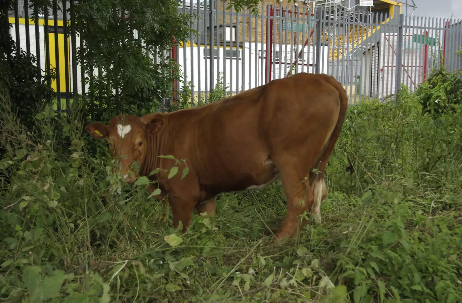 A cow tries to break in to the football ground, from Genesis Live at Twickenham, and Music on Parker's Piece, London and Cambridge - 8th July 2007