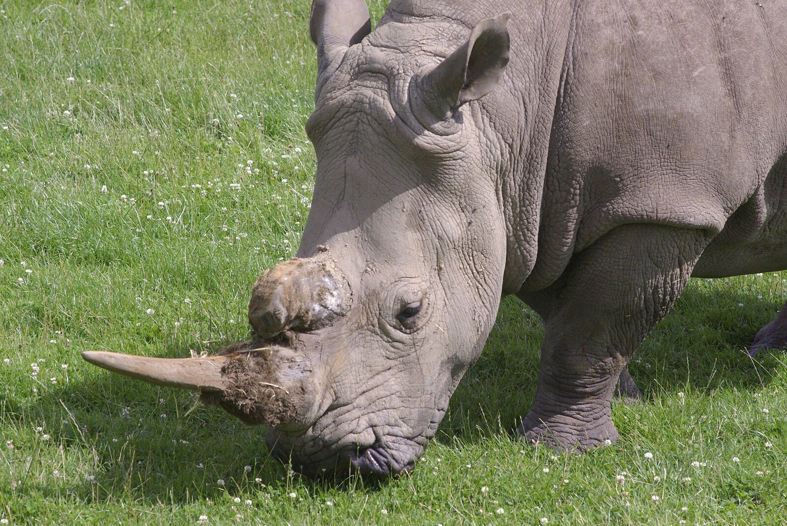 A White Rhino from The BBs in a Garden, and a Qualcomm Safari, Woburn, Bedfordshire - 22nd July 2007