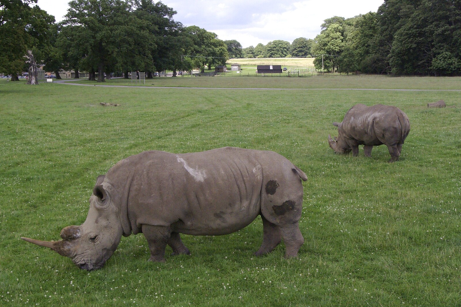 A pair of grazing white rhino from The BBs in a Garden, and a Qualcomm Safari, Woburn, Bedfordshire - 22nd July 2007