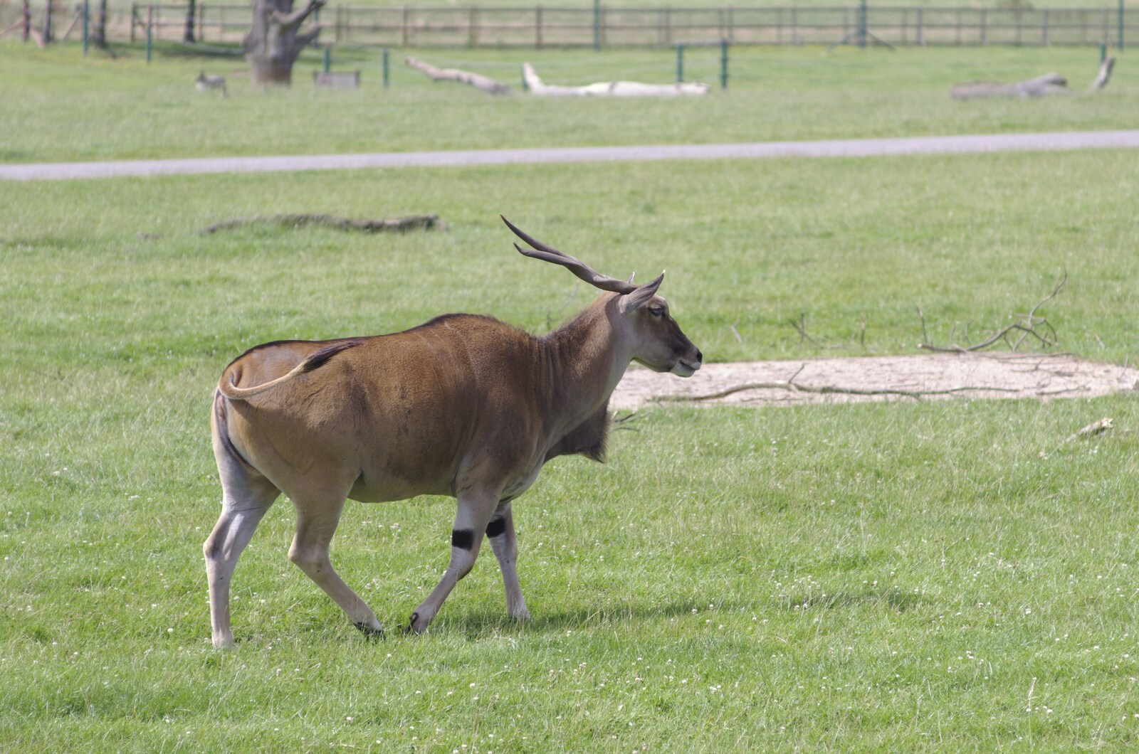 An Eland - the largest antelope there is from The BBs in a Garden, and a Qualcomm Safari, Woburn, Bedfordshire - 22nd July 2007