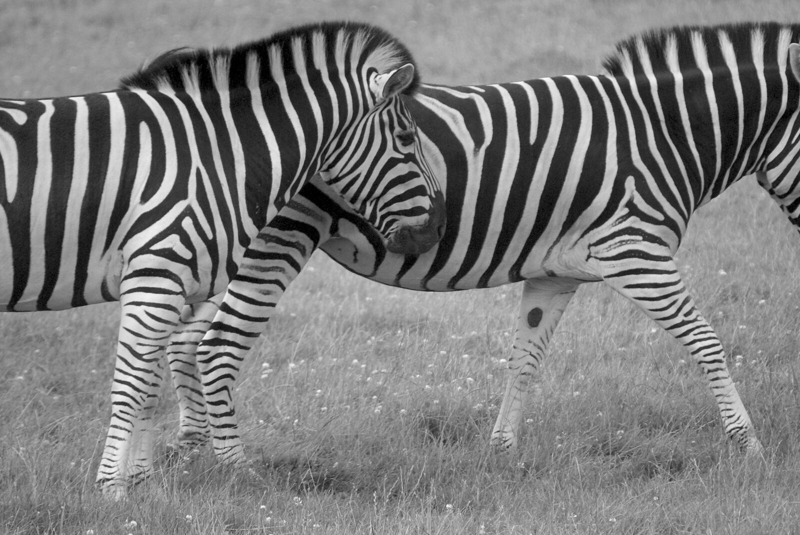 A pair of zebra from The BBs in a Garden, and a Qualcomm Safari, Woburn, Bedfordshire - 22nd July 2007
