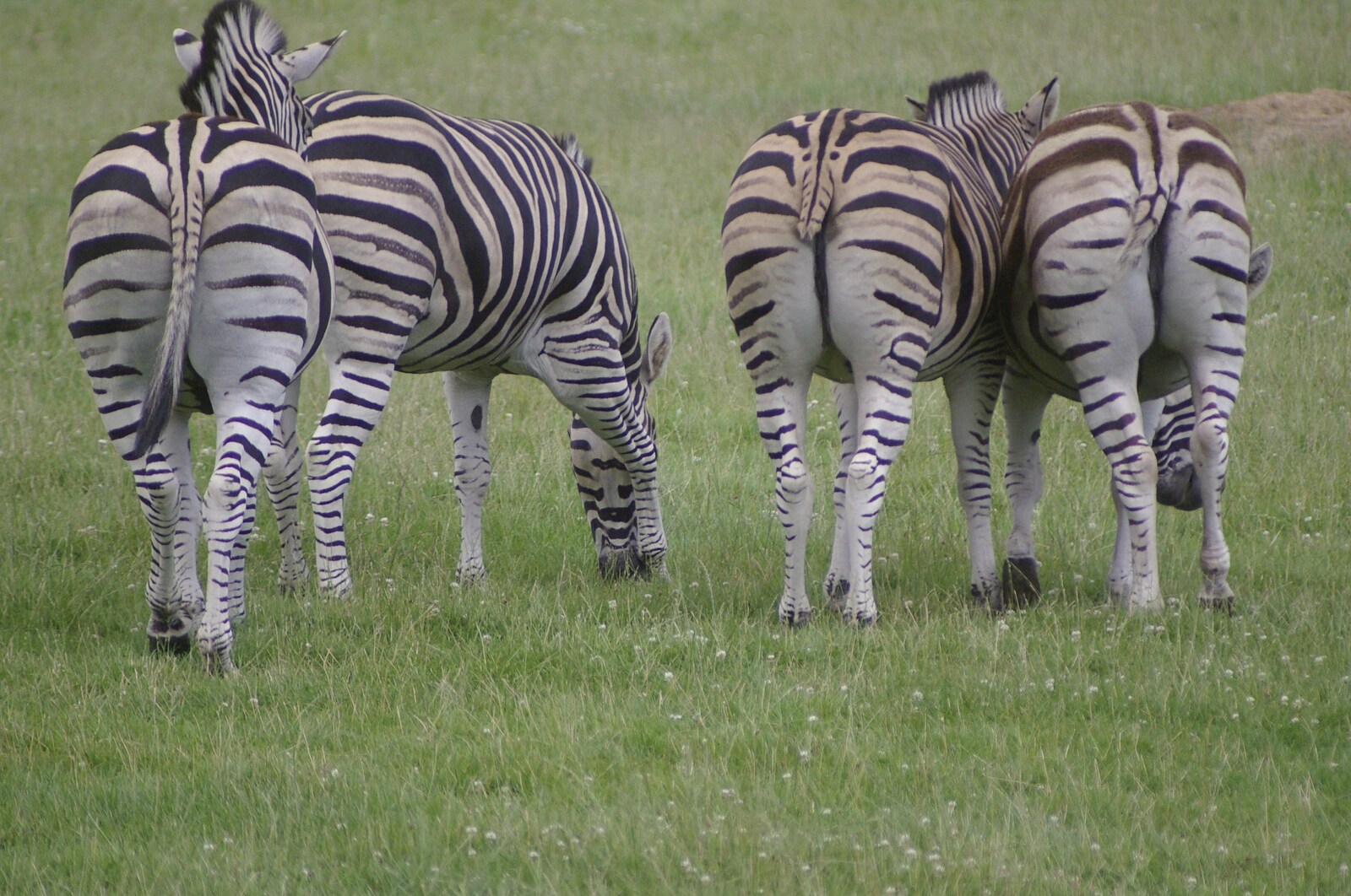 Some slightly browner zebra from The BBs in a Garden, and a Qualcomm Safari, Woburn, Bedfordshire - 22nd July 2007