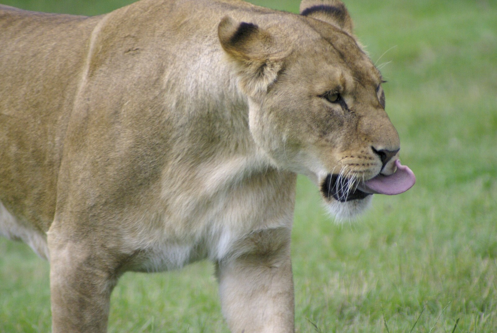 A female lion licks her chops from The BBs in a Garden, and a Qualcomm Safari, Woburn, Bedfordshire - 22nd July 2007