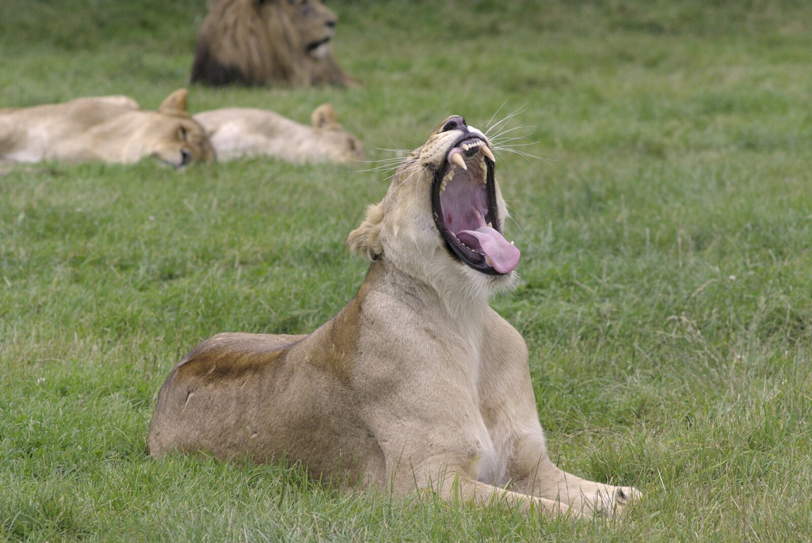 A lion has a toothy yawn from The BBs in a Garden, and a Qualcomm Safari, Woburn, Bedfordshire - 22nd July 2007